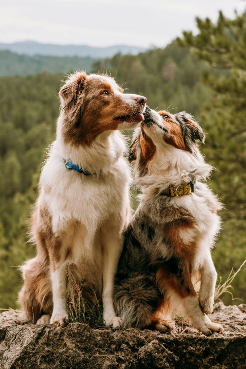 Crafted for the modern dog.